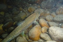 aare_09_k1040425