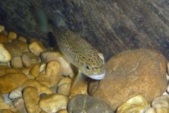 areuse_09_k1030213