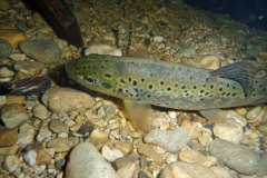 areuse_09_k1030234