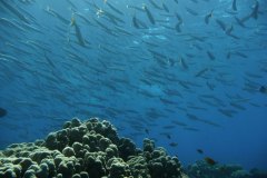 dahab_08u_p1030399