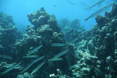 dahab_08u_p1030401