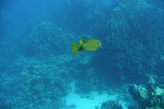 dahab_08u_p1030402