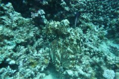 dahab_08u_p1030405