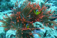 dahab_08u_p1030414