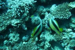 dahab_08u_p1030416