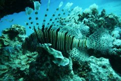 dahab_08u_p1030420