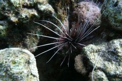 dahab_08u_p1030426