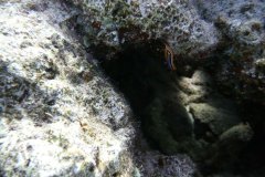 dahab_08u_p1030427
