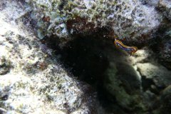 dahab_08u_p1030430