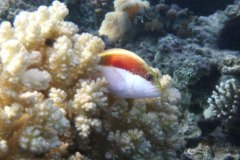 dahab_08u_p1030434
