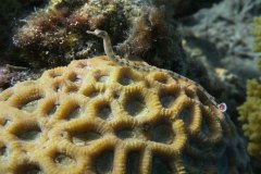 dahab_08u_p1030435