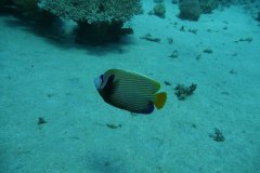 dahab_08u_p1030444