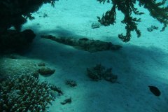 dahab_08u_p1030448