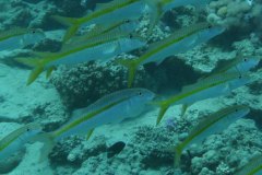 dahab_08u_p1030487