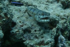 dahab_08u_p1030488