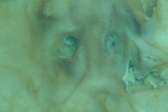 v_engstlensee_120904_1815