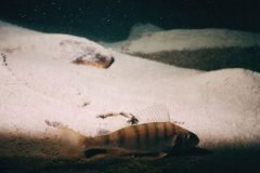 jura02_egli_1