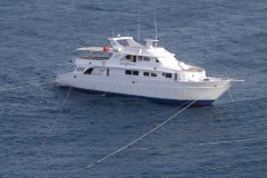 Longimanus 2007