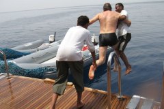 a_longimanus_0136