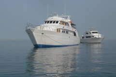 a_longimanus_0785