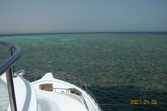 a_longimanus_1987