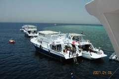 a_longimanus_1991
