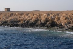 d_longimanus_0077
