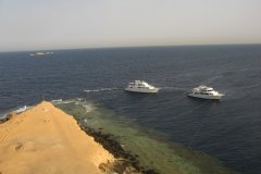d_longimanus_0230