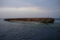 d_longimanus_0594