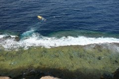 d_longimanus_0637