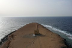 d_longimanus_0639