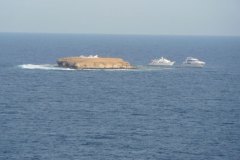 d_longimanus_0645