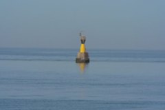 l_longimanus_0462
