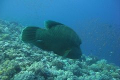 n_longimanus_0073