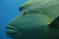 n_longimanus_0186