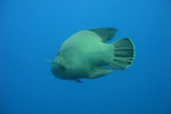 n_longimanus_0187