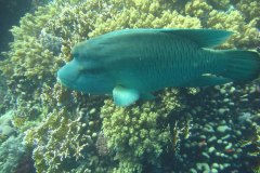 n_longimanus_0188