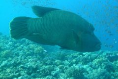 n_longimanus_0782