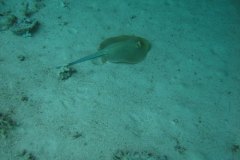 r_longimanus_0004
