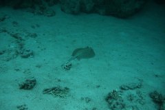 r_longimanus_0450