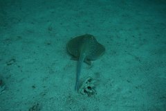 r_longimanus_0451