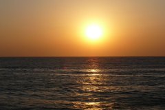 s_longimanus_0676