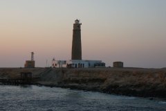 s_longimanus_0677
