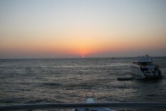s_longimanus_0684