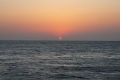 s_longimanus_0685