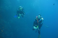 t_longimanus_0161