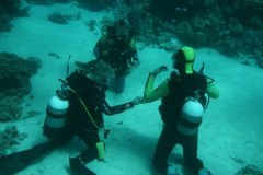 t_longimanus_0449