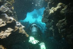 t_longimanus_0452