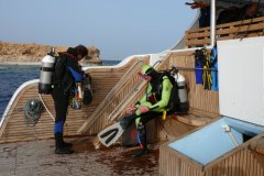 t_longimanus_0566