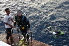 t_longimanus_0571
